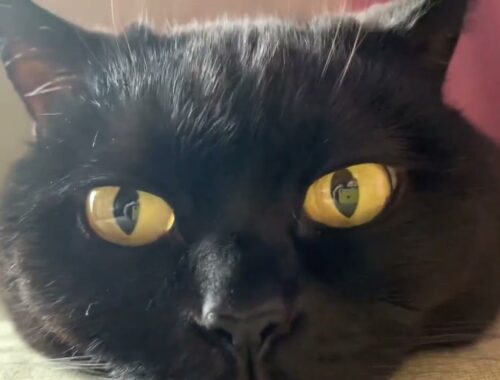 あごのせ猫がオモカワ！Black bombay cat 黒のボンベイ猫