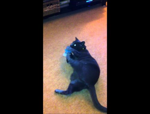 Miso the Korat cat attacks a Smurf.