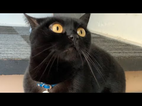 返事する猫がオモカワすぎる！Black bombay cat（黒のボンベイ猫）