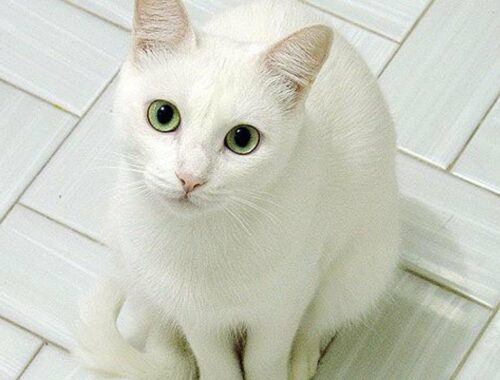 「白猫」って可愛いですよね！特長や性格、行動を大きく調べてみました！ - Japan Pets