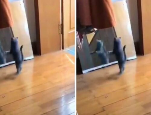 How much this Havana brown is obsessed with himself 😄😄😻🙀#shorts #viral #trending #funnycat