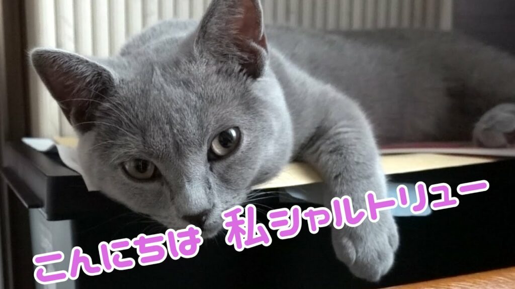 シャルトリューの子猫はどんな感じの猫種なのか少し紹介。【シャルトリュー】