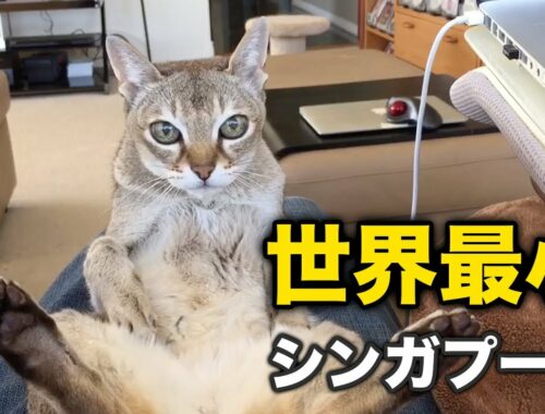 【シンガプーラ】世界最小！の賢い猫ちゃん子猫さん！シンガプーラちゃん可愛い集【猫】