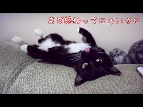 Manx cat model of iPhone charger【猫型充電器】