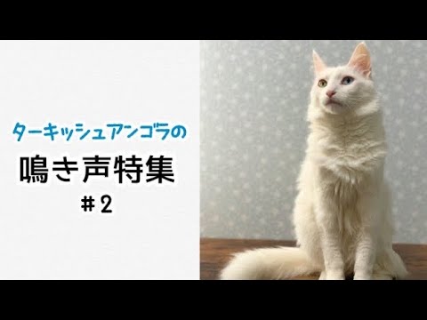 【猫の鳴き声】ターキッシュアンゴラの鳴き声特集 #2