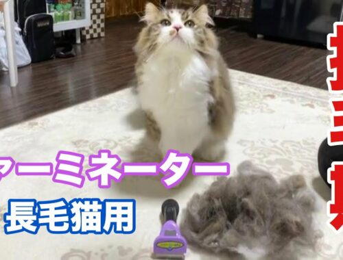 換毛期の長毛猫が初めてファーミネーターで毛を脱ぎ捨てた瞬間！【スコティッシュフォールド】