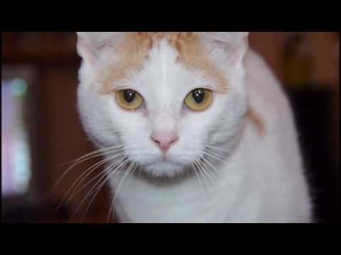 Turkish Van ターキッシュ・バン     (CAT  猫)