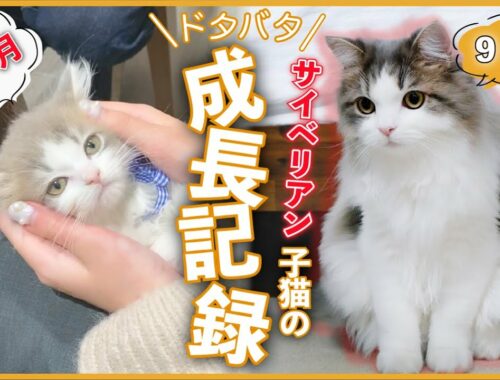 人気急上昇猫種「サイベリアン」のドタバタ成長記録【生後3ヶ月〜9ヶ月】