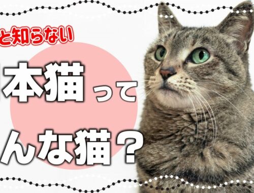 【日本猫の特徴や歴史】しっぽの長さや毛色パターン・性格も