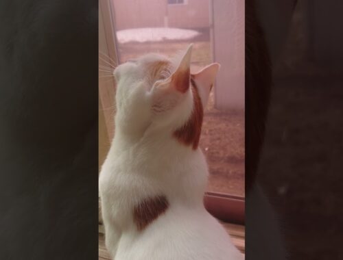 #猫  #ターキッシュバン  ルカがどうやら窓にはりついた虫に反応したようです