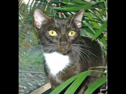 havana brown cat breeders uk