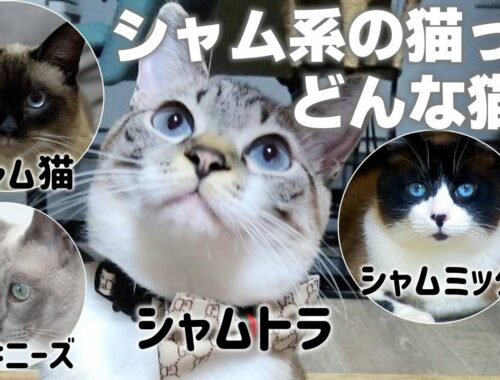 【解説】シャム系猫4種の共通点とそれぞれの特徴や性格｜シャムトラは？