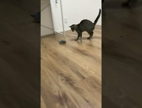 ネズミにビビる猫【エジプシャンマウ】/Cat afraid of rats