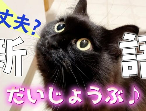 【しゃべる猫】めちゃくちゃハッキリとした日本語で「だいじょうぶ」と言う猫【しおちゃん】