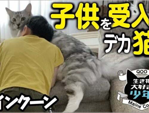 【メインクーン】子どもを受け入れ始めた寛容な大型猫。猫枕に少年うっとり