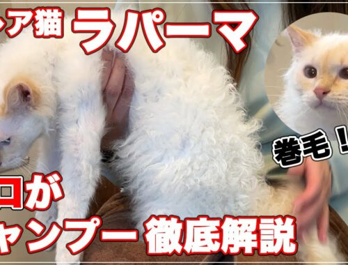 【ラパーマ】超レア猫のラパーマのシャンプーをプロが徹底解説します【LaPerm】