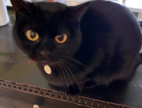 話しかけるとお返事する猫ハナちゃん☆Black bombay cat（黒のボンベイ猫）4匹黒猫ボンベイファミリーのにぎやかな1日