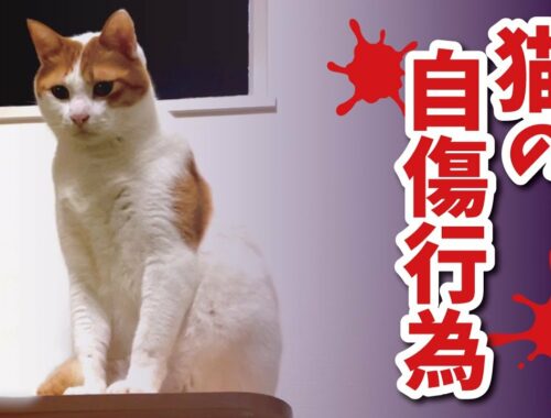 飼い主のせいで先住猫が自傷行為を始めてしまいました…【関西弁でしゃべる猫】