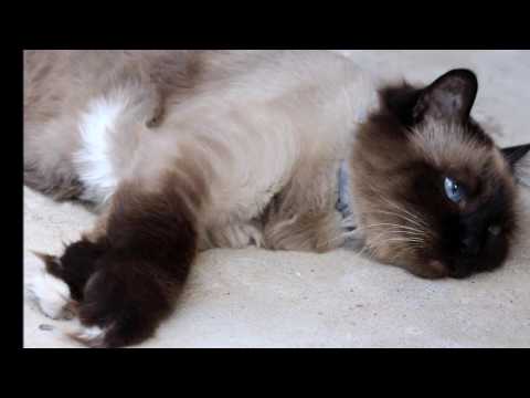 Burmeseバーミーズ  (CAT  猫)