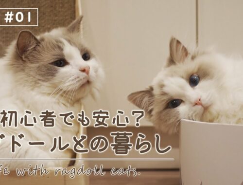 【vlog #01】ネコ初心者でも一緒に暮らしやすい？ラグドールと生活