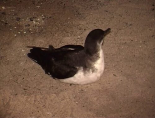マンクスミズナギドリ（1）迷鳥（御殿場海水浴場・海の家） - Manx Shearwater - Wild Bird - 野鳥 動画図鑑