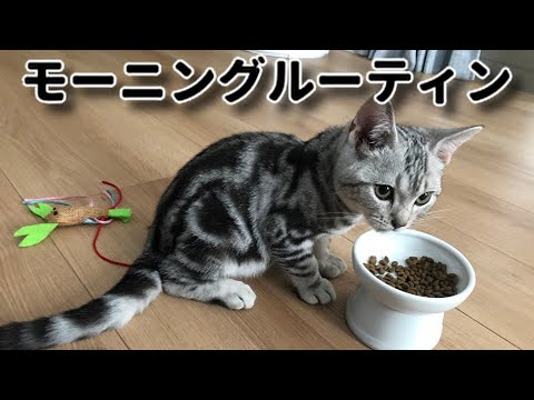 生後4ヶ月の猫のモーニングルーティン【アメリカンショートヘア】Cat morning routine
