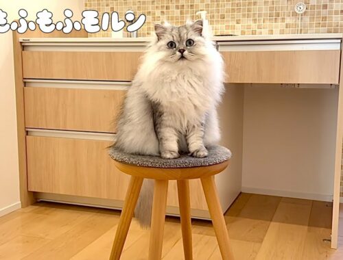 猫がハマる素敵な椅子 【サイベリアン】