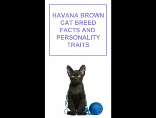 Havana Brown Cat Breed Facts and Personality Traits #Shorts