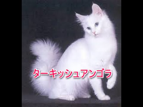 【猫図鑑】ターキッシュアンゴラ