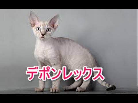 【猫図鑑】デボンレックス