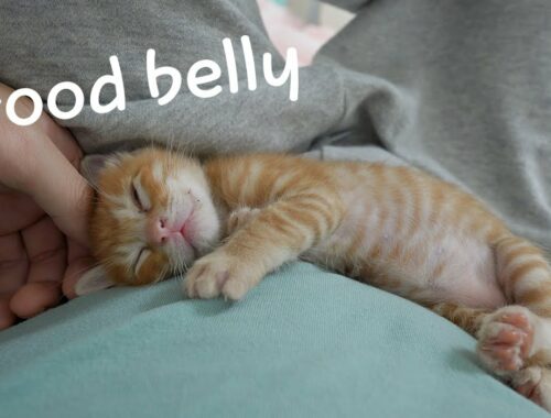 A kitten sleeps most comfortably on a person's belly