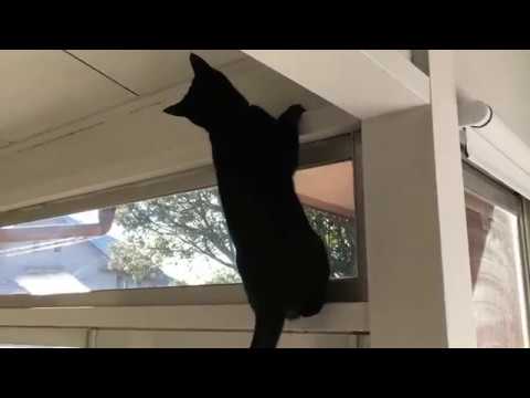 毎日にぎやかすぎるぅー！☆ Black bombay cat（黒のボンベイ猫）ルーシーって忍者なの？！