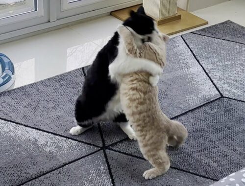 Cat Body Slams Kitten