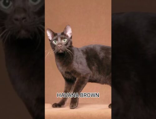 HAVANA BROWN 😻 #animals #cats #shorts #meow