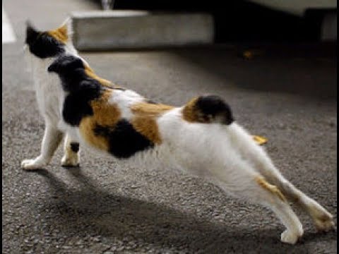 尻尾の短い猫ちゃんのお尻がかわいい♡ボブテイル～Cute ass tail short cat.