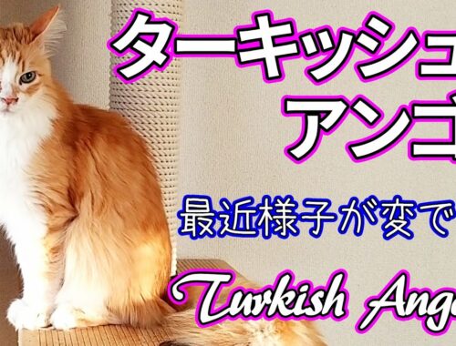 トルコの国宝　ターキッシュアンゴラの老化／Turkish Angora, Norwegian Forest Cat, kitten