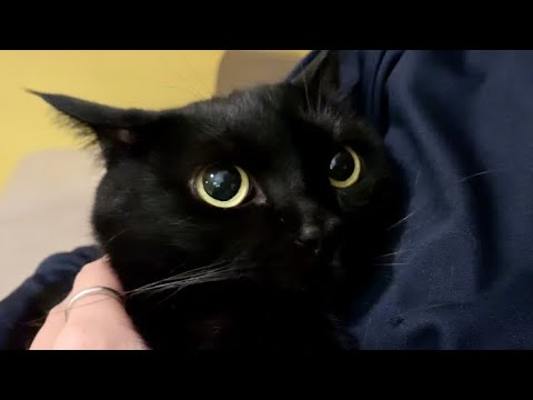 抱っこで固まる猫寅次郎！Black bombay cat 黒のボンベイ