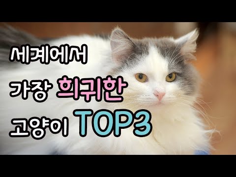 세계에서 가장 희귀한 고양이 TOP3 | 고양이 랭킹 | 고양이 순위 | 고양이 품종 | 희귀한 고양이 | 희소 고양이 | 희귀종 고양이 순위 | 희귀종 고양이 랭킹