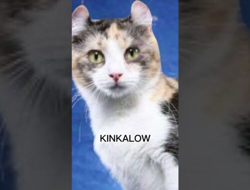 KINKALOW CAT 😻 #animals #cats #shorts #meow