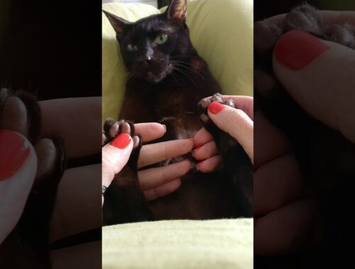 Gauderic Havana Brown Cat. Foot massage 👣
