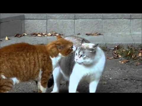 【デブ猫編】茶トラ白VSデブ猫の近距離猫喧嘩