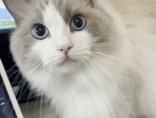 おしゃべり大好きなラグドール猫！子猫時代から現在までのかわいい鳴き声をまとめてみた。