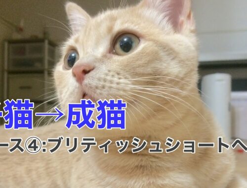 【ブリティッシュショートヘアのちゃちゃ丸】子猫→成猫への成長記録ケース④ブリちゃん