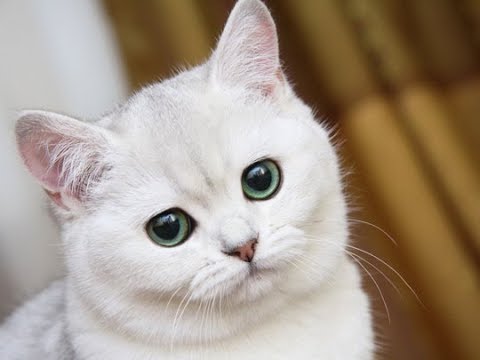 和猫（日本猫）ちゃんを集めて癒されてみたｗ～I tried healed collect the sum cat (Japan cat).