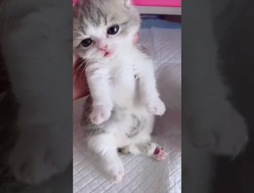 What A Beauty Kinkalow Baby Kitten - Meow! #Shorts