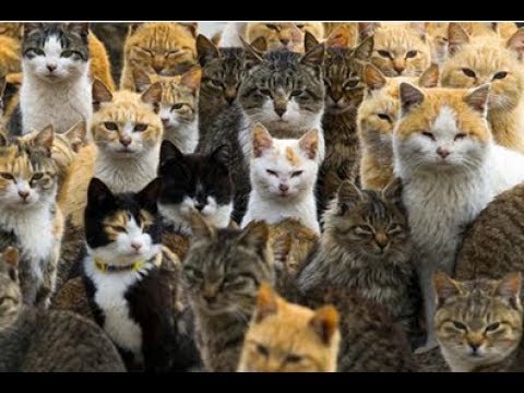 猫 ネコ画像 世界の猫！01(Cute Funny Crazy Cats Compilation)