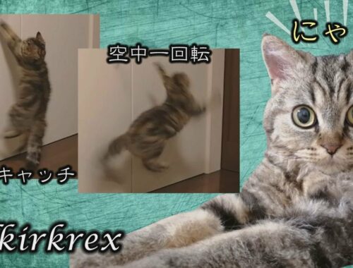 【セルカークレックス】敵意むき出しの猫【セルカー女子】