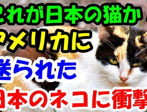 「これが日本の猫か！」アメリカに送られた日本の猫に外国人が衝撃。信じられないことが【猫の不思議な話】【朗読】