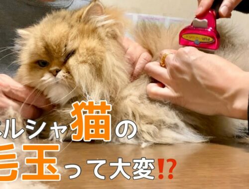 【ペルシャ猫】長毛猫あるある！ブラッシングで効果があるファーミネーターの使い方を伝授します。可愛い猫ちゃんが嫌がらない方法💕