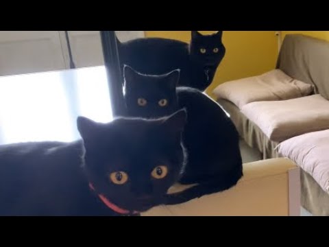 猫4匹のごはんタイム！ Black bombay cat 黒のボンベイ猫